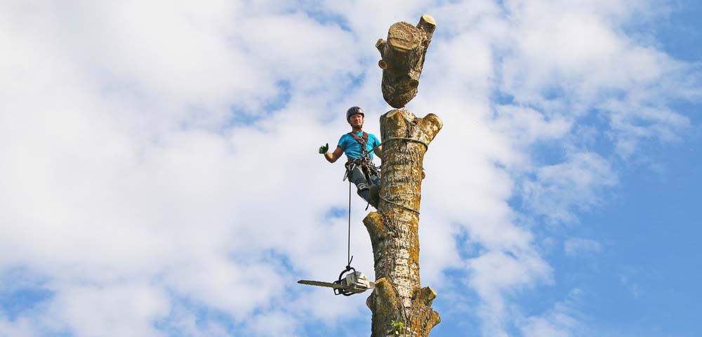Tree Climbing & Aerial Rescue Unit 203