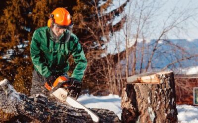 Chainsaw maintenance, cross cutting timber and felling trees up to 380mm   25-29th November 2024